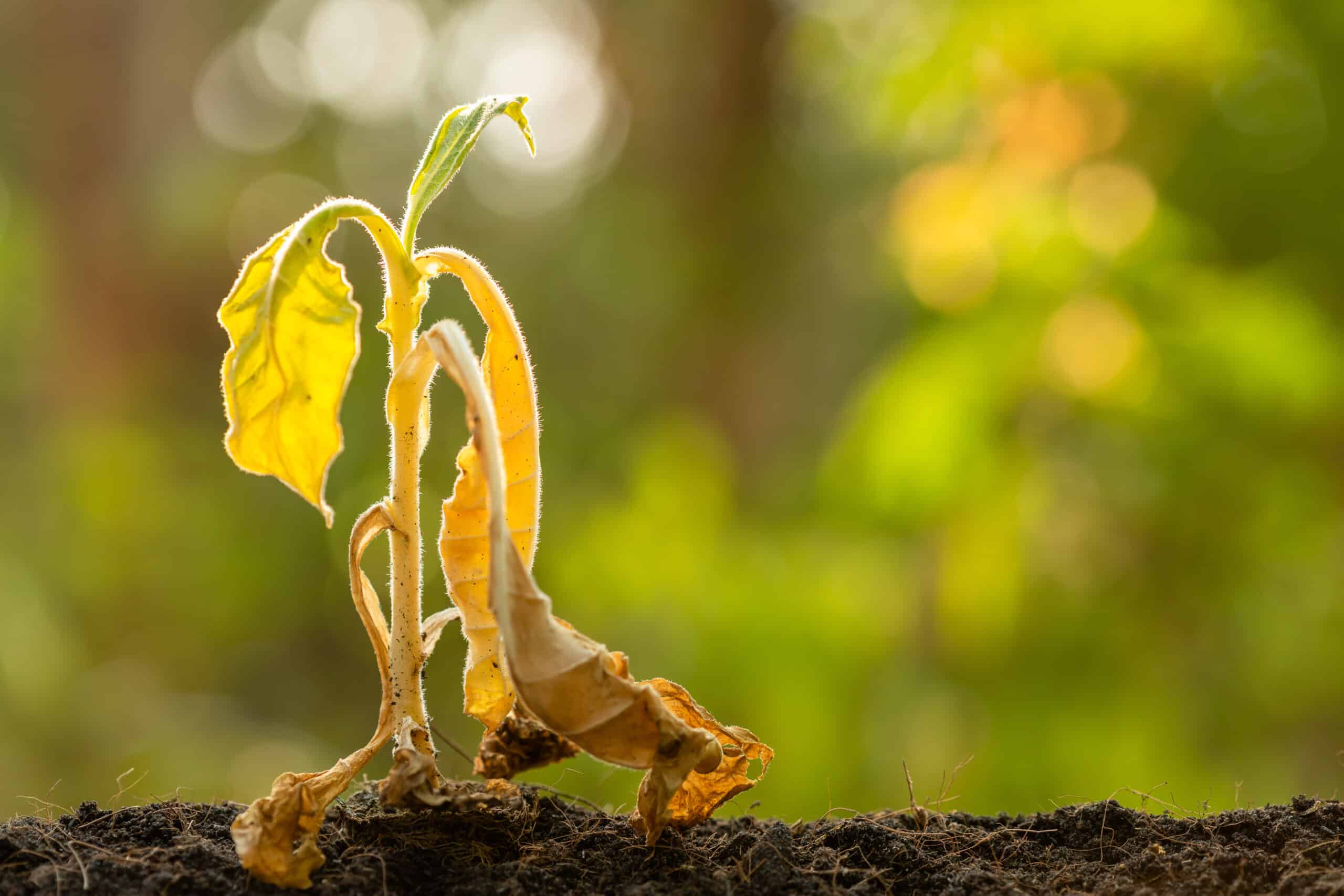 Canicule : comment protéger son jardin quand il fait trop chaud