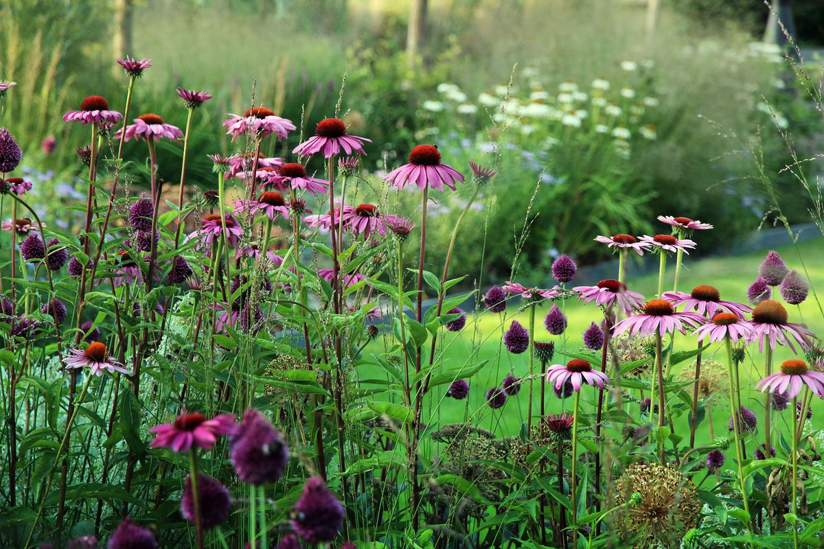 Creating an ecological garden: practical guide for beginners