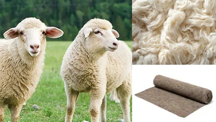La laine de mouton, un paillage d'exception