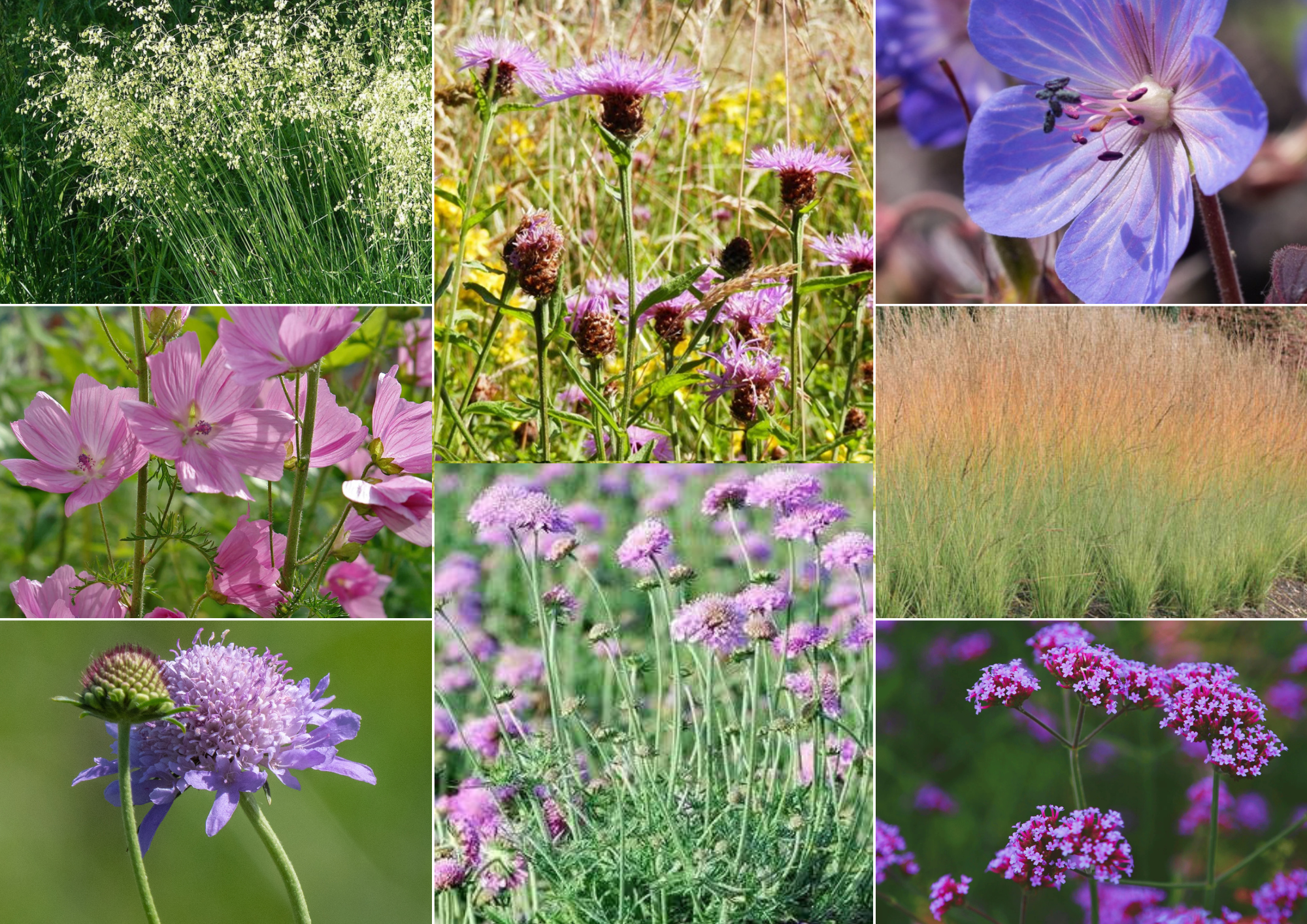 Aube – Pink and Mauve Floral Gradient - 2