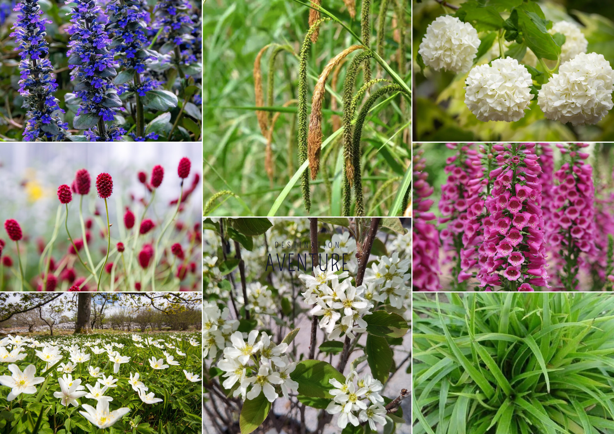 Canopée – Elegant Palette for Part Shade - 2