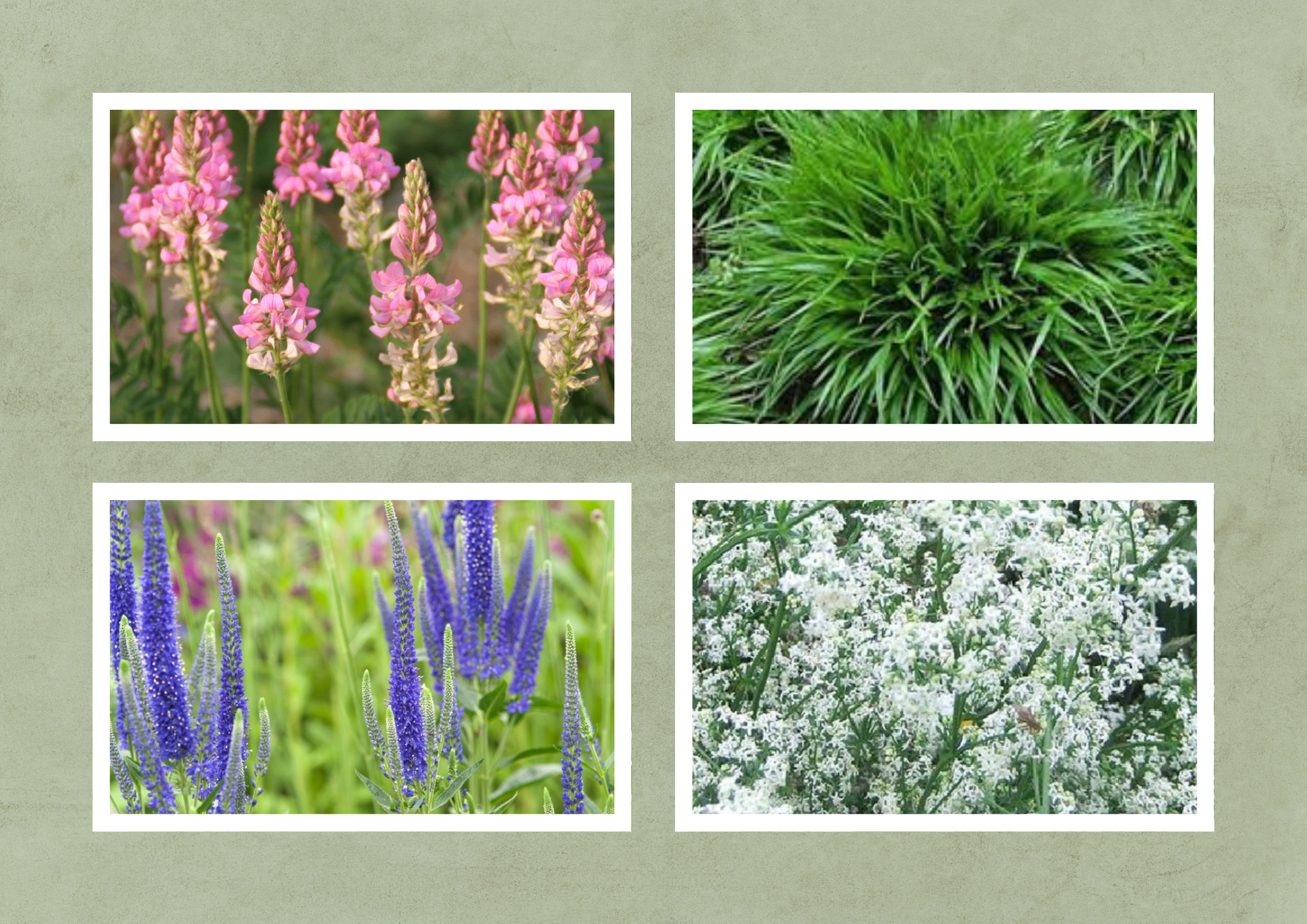 Douce – Naturalistisch Perk - 2