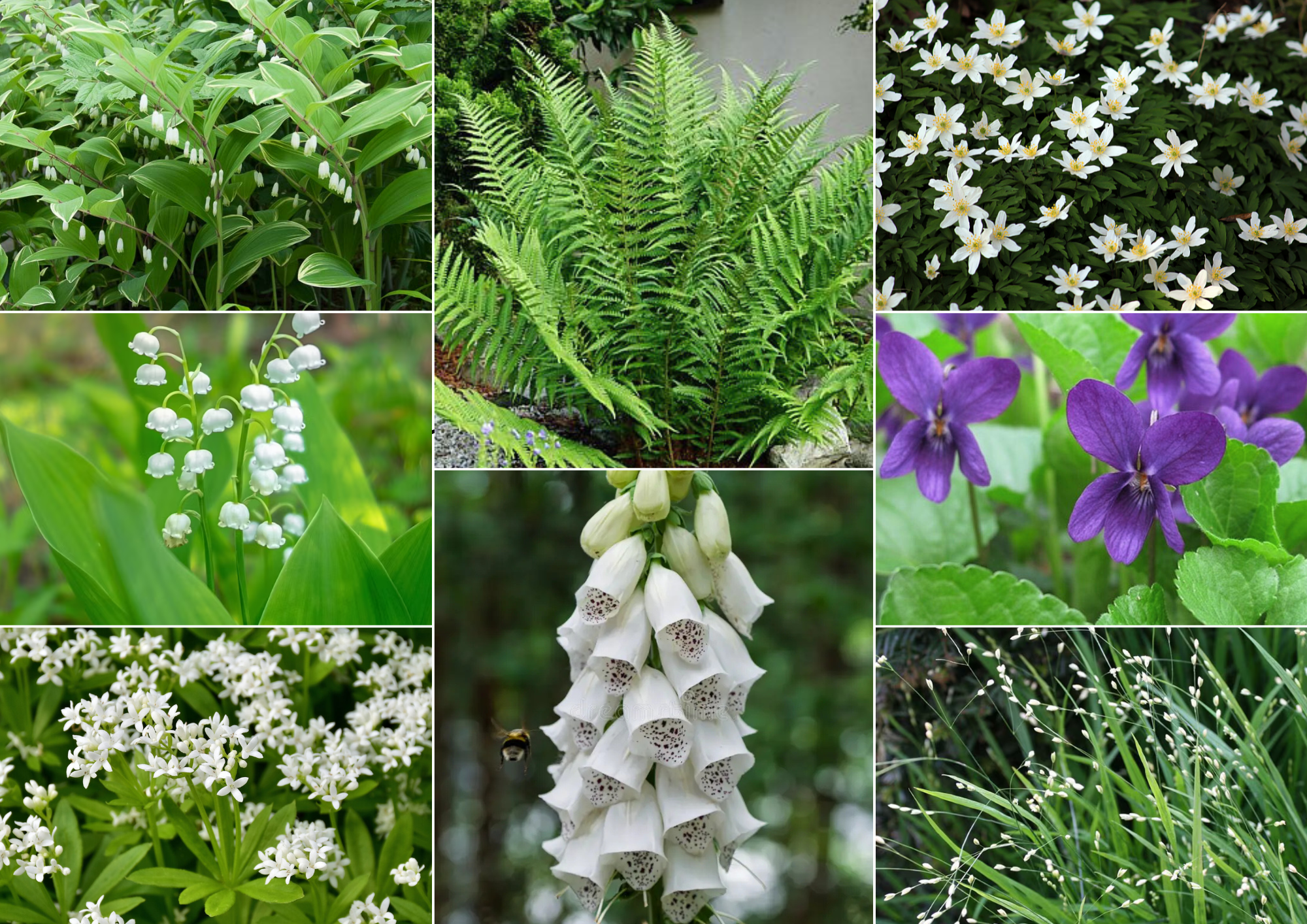 Élégance – Luminous Woodland Garden - 2