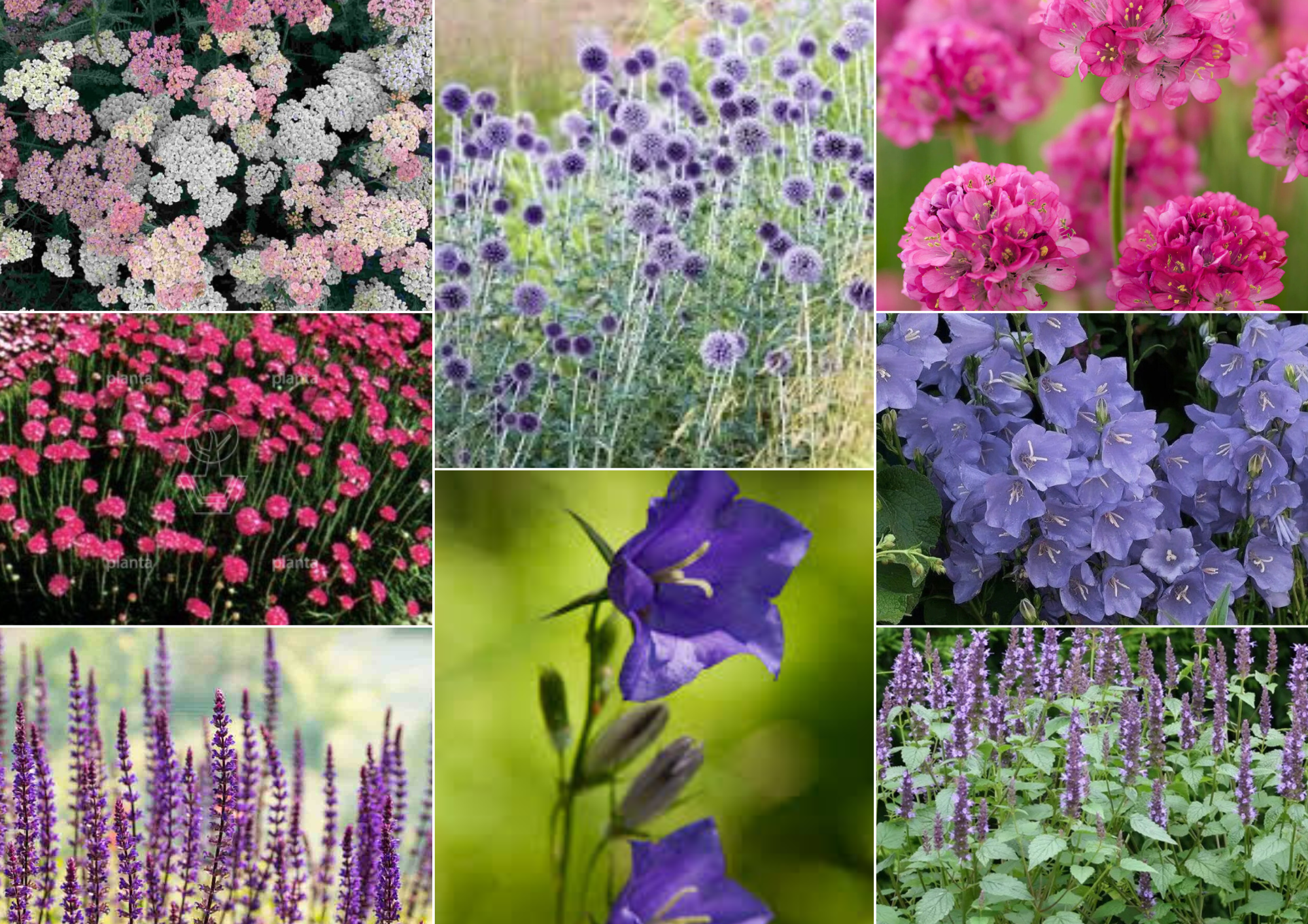 Essaim – Structured Pollinator Composition - 2