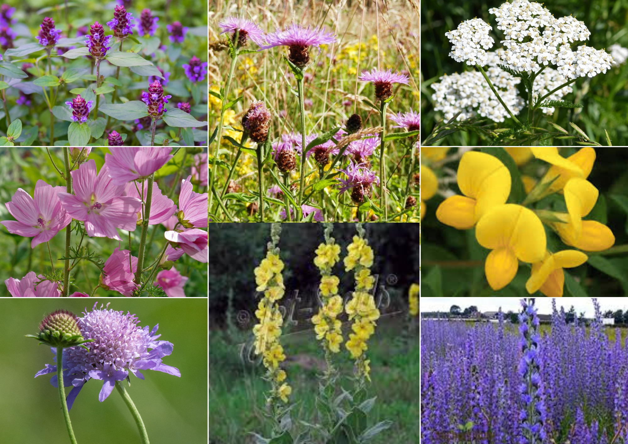 Étreinte – Veerkrachtige Natuurlijke Rand - 2