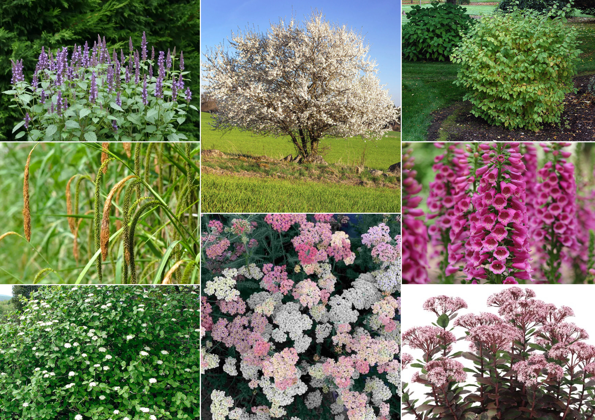 Solstice – Zonne-compositie - 2