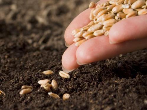 Semences et biodiversité